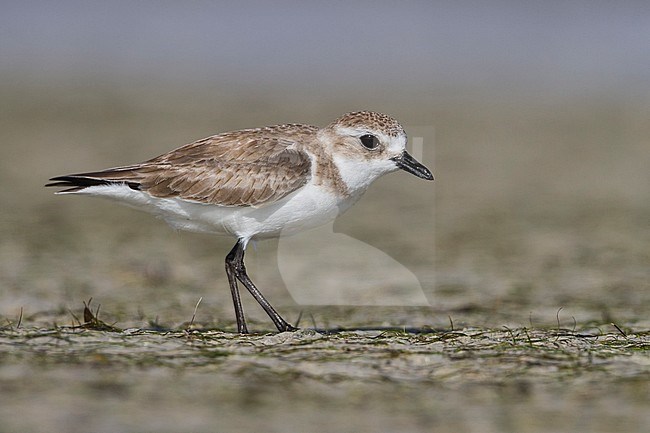 Lesser Sand Plover - Mongolenregenpfeifer - Charadrius mongolus, Oman, nonbreeding stock-image by Agami/Ralph Martin,