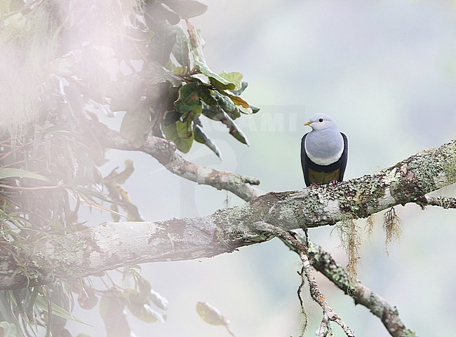 Banded fruit dove (Ptilinopus cinctus) on Flores island, Indonesia. Also known as  Black-backed fruit dove. stock-image by Agami/James Eaton,