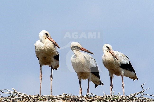 Juvenile White Storks perched on the nest stock-image by Agami/Wil Leurs,