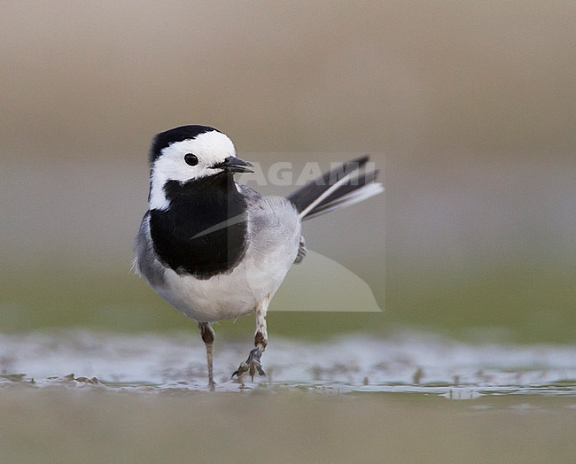 Witte Kwikstaart zittend op grond; White Wagtail perched on ground stock-image by Agami/Menno van Duijn,