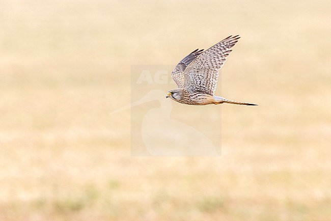 Kestrel (Falco tinnunculus), flying over a field in the catalan steppes of Lleida (Catalonia, Spain) during spring. stock-image by Agami/Rafael Armada,