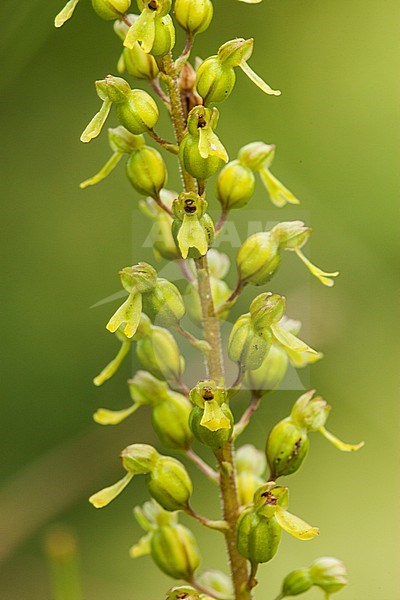 Common Twayblade flower stock-image by Agami/Wil Leurs,