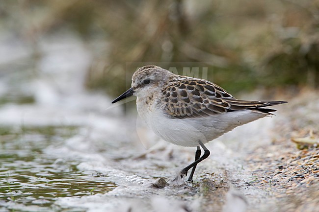 Kleine Strandloper onvolwassen Nederland, Little Stint immature Netherlands stock-image by Agami/Wil Leurs,