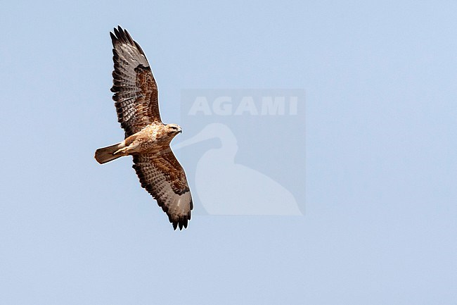 Steppe Buzzard (Buteo buteo vulpinus) on migration over the Eilat Mountains, near Eilat, Israel stock-image by Agami/Marc Guyt,