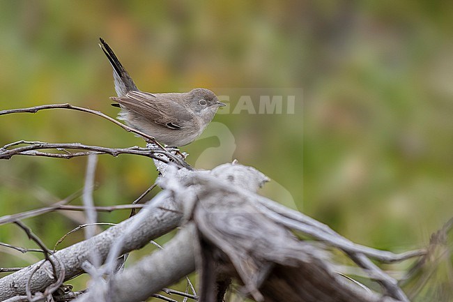 Female Ménétries's Warbler (Curruca mystacea) perched on a branch in Paralimni, Cyprus. stock-image by Agami/Vincent Legrand,