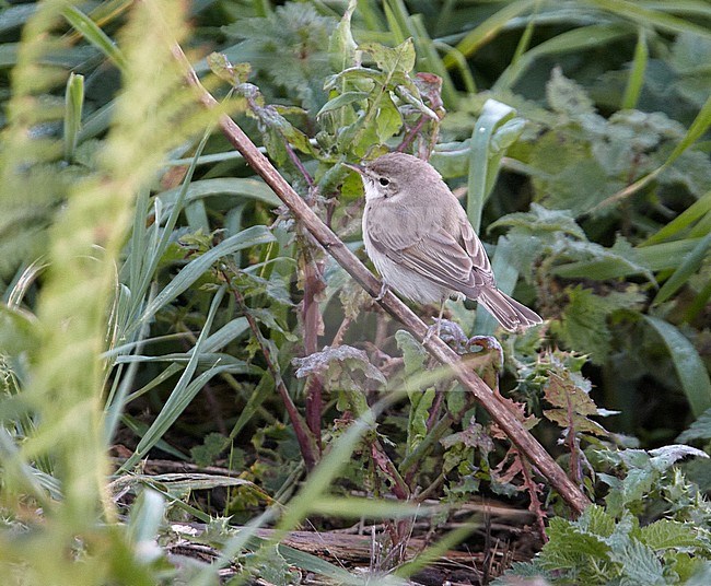 First-winter Booted Warbler (Iduna caligata) during autumn on St.Agnes, Isles of Scilly, off Cornwall in England. stock-image by Agami/Michael McKee,