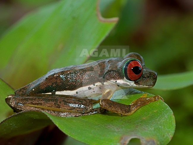 Rufous-eyed brook frog, Duellmanohyla rufioculis stock-image by Agami/Alex Vargas,