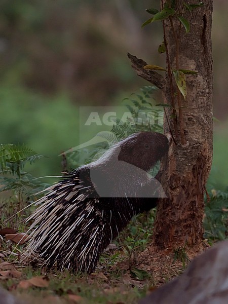 Maleis stekelvarken, Malayan Porcupine stock-image by Agami/Alex Vargas,