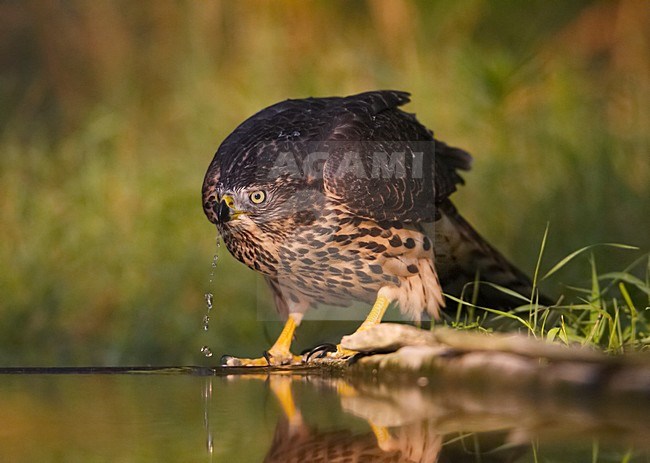 Havik, Northern Goshawk, Accipiter gentilis stock-image by Agami/Markus Varesvuo,