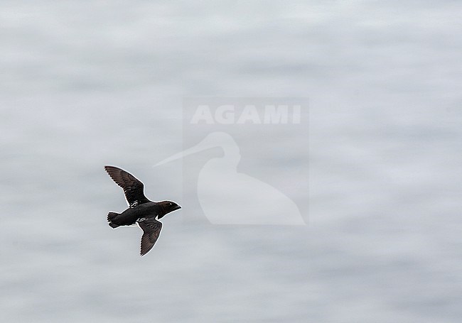 Little Auk (Alle alle) during summer on Spitsbergen, arctic Norway. stock-image by Agami/Marc Guyt,