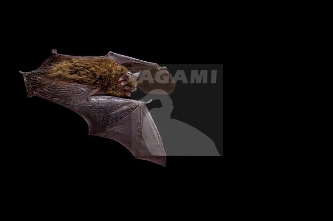 Brandts Vleermuis in vlucht; Brandt\'s Bat in flight stock-image by Agami/Theo Douma,