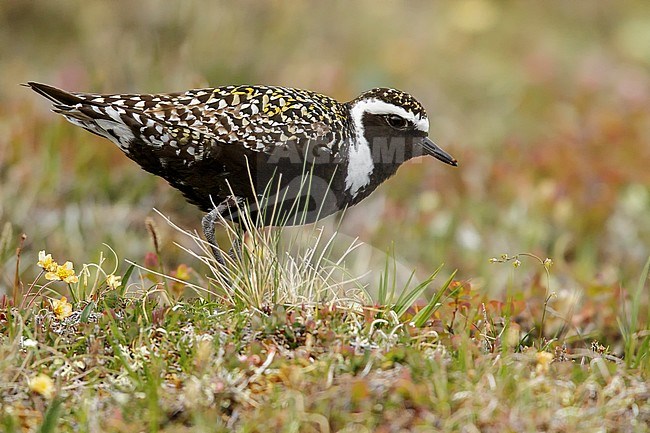 American Golden-Plover (Pluvialis dominica) perched on the tundra in Nome, Alaska. stock-image by Agami/Glenn Bartley,