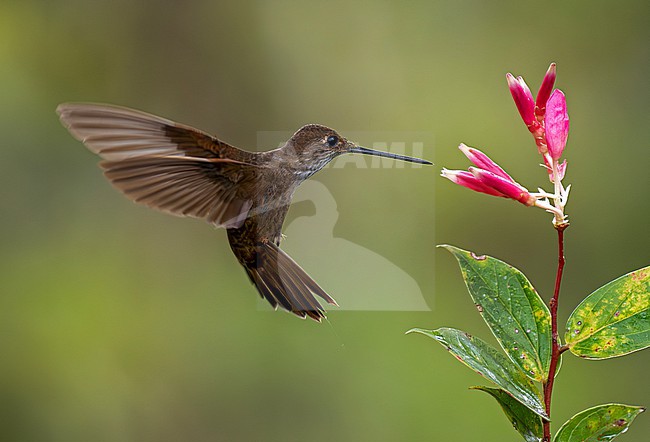 Bronzy Inca (Coeligena coeligena obscura) adult hovering and feeding at a pink-and-white flower with plain background stock-image by Agami/Andy & Gill Swash ,