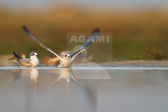 White-winged Tern - Weissflügel-Seeschwalbe - Chlidonias leucopterus, Oman, 1st W stock-image by Agami/Ralph Martin,