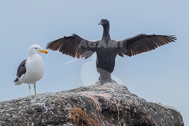 Bank Cormorant (Phalacrocorax neglectus), juvenile standing on a rock with opened wings, Western Cape, South Africa stock-image by Agami/Saverio Gatto,