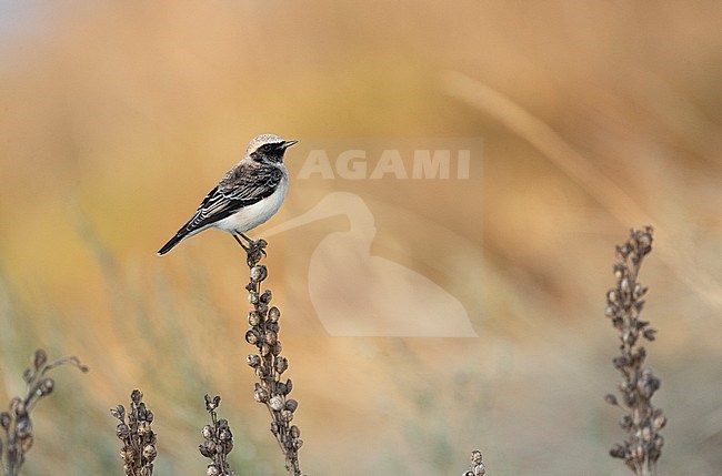 Adult male Pied Wheatear (Oenanthe pleschanka) in autumn plumage, perched on a plant during fall migration at Cape Kaliakra, Bulgaria. stock-image by Agami/Marc Guyt,
