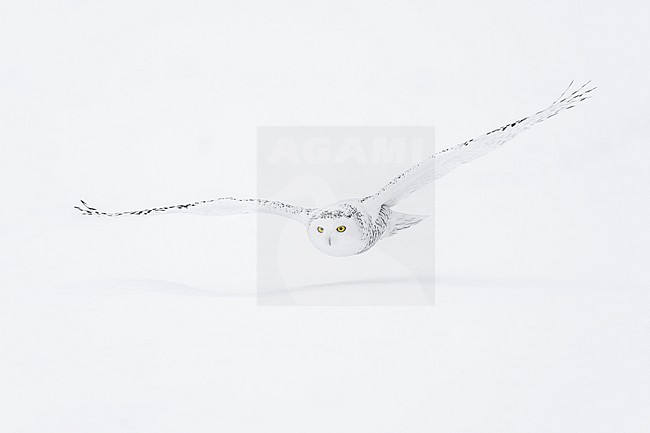 Snowy Owl (Bubo scandiacus) in snow covered landscape in Ontario Canada. stock-image by Agami/Marcel Burkhardt,