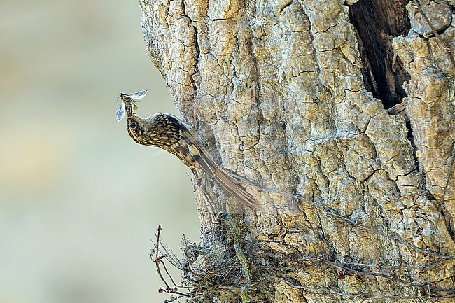 Sikkim Treecreeper (Certhia discolor) in Nepal. With insects heading towards its nest. stock-image by Agami/Dani Lopez-Velasco,