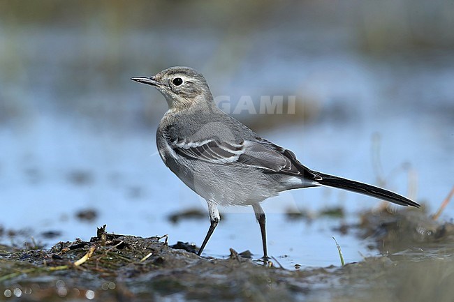 First-winter Citrine Wagtail (Motacilla citreola) during autumn migration at Ogi Lake in Mongolia. stock-image by Agami/Aurélien Audevard,