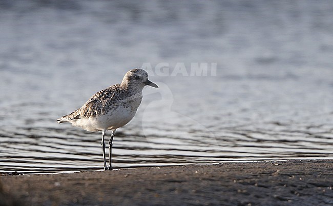 Worn second calender year Grey Plover (Pluvialis squatarola) standing on mud flat at Mandø in Denmark during spring. stock-image by Agami/Helge Sorensen,