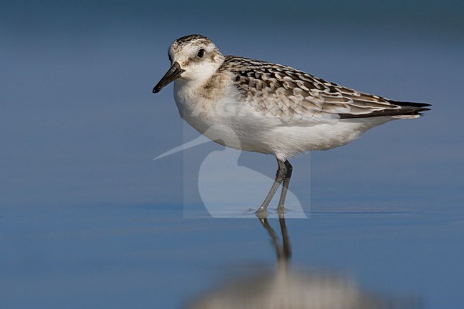 Juvenile Drieteenstrandloper op het strand; Juvenile Sanderling on the beach stock-image by Agami/Daniele Occhiato,