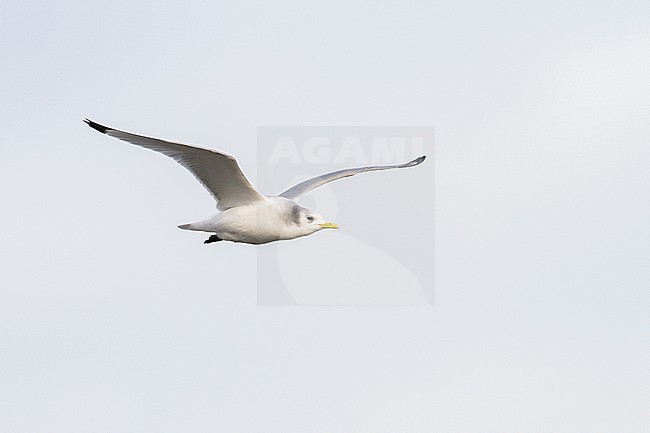 Black-legged Kittiwake, Rissa tridactyla, adult winter flying font side with light sky as background and wings held up. stock-image by Agami/Menno van Duijn,