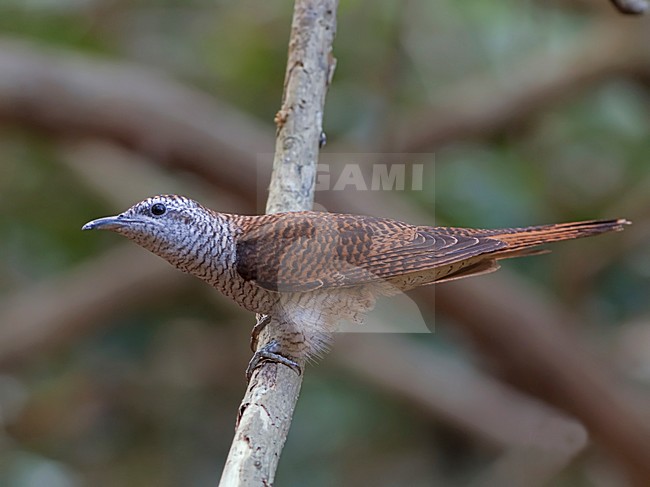 Gestreepte Piet-van-Vliet, Banded Bay Cuckoo stock-image by Agami/Alex Vargas,