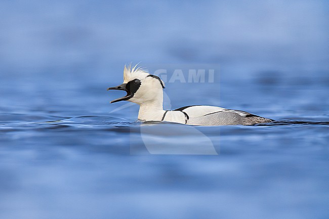 Male Smew, Mergus albellus, in Finland. Swiming on a lake. stock-image by Agami/Daniele Occhiato,