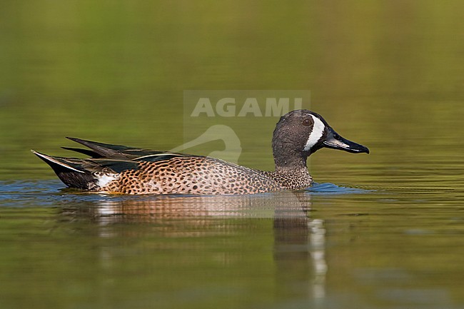 Blue-winged Teal (Anas discors) swimming in Houston, Texas, USA. stock-image by Agami/Glenn Bartley,