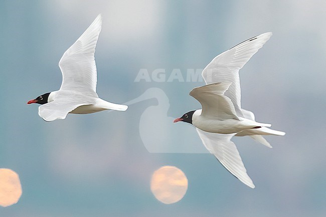Second summer among adults Mediterranean Gull
(Ichthyaetus/Larus melanocephalus) flying in Belgium. stock-image by Agami/Vincent Legrand,