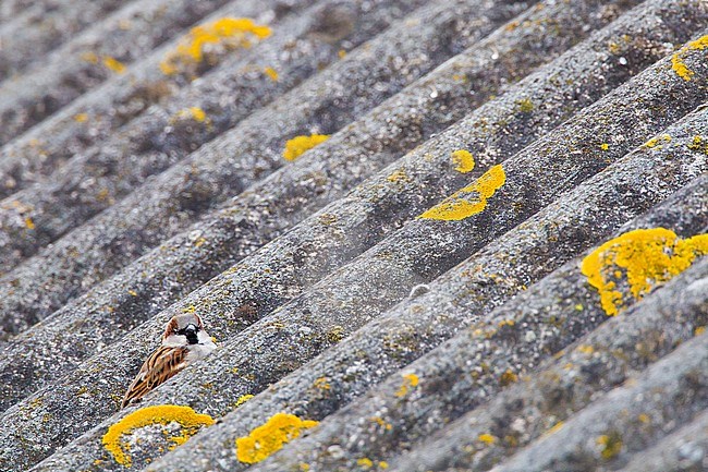 Male House Sparrow (Passer domesticus) perched on a Dutch roof. stock-image by Agami/Menno van Duijn,