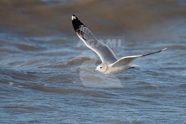 Vliegende Stormmeeuw in tweede winterkleed; Flying Mew Gull in second winter plumage stock-image by Agami/Arnold Meijer,