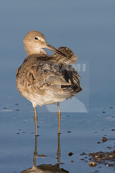 Willet poetsend in water; Western Willet in washing water stock-image by Agami/Martijn Verdoes,
