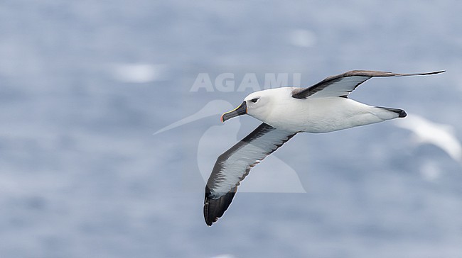 Indian Yellow-nosed Albatross, Thalassarche carteri, off South Africa. stock-image by Agami/Ian Davies,