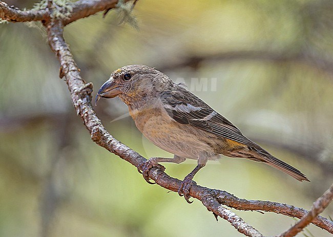 Endangered Hispaniolan Crossbill (Loxia megaplaga) in the Dominican Republic. stock-image by Agami/Pete Morris,
