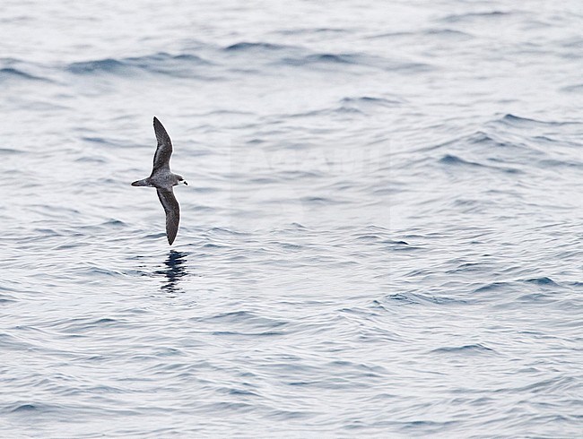 Soft-plumaged Petrel (Pterodroma mollis) in flight over subantarctic waters of New Zealand. Flying low above the Pacific ocean surface, showing upper wing pattern. stock-image by Agami/Marc Guyt,