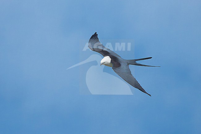 Adult Swallow-tailed Kite (Elanoides forficatus) soaring above São Jorge Island. stock-image by Agami/David Monticelli,