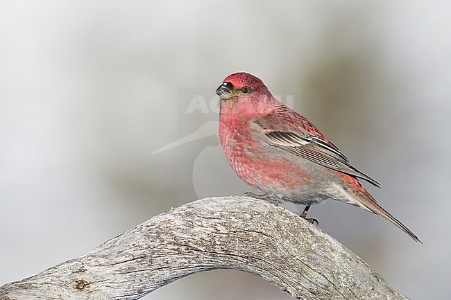 Pine Grosbeak - Hakengimpel - Pinicola enucleator, Finland, adult male stock-image by Agami/Ralph Martin,