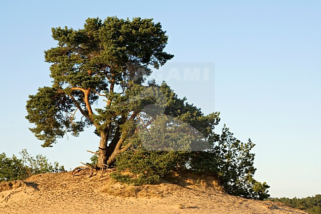 Kootwijkerzand, Kootwijk, Veluwe, Netherlands stock-image by Agami/Marc Guyt,