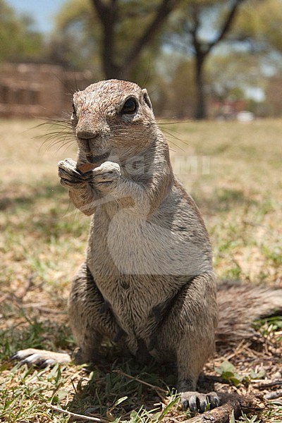 Kaapse grondeekhoorn etend Namibie, Cape Ground Squirrel eating Namibia stock-image by Agami/Wil Leurs,