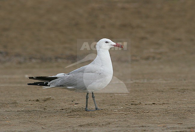 Volwassen Audouins Meeuw, Adult Audouin's Gull stock-image by Agami/Karel Mauer,