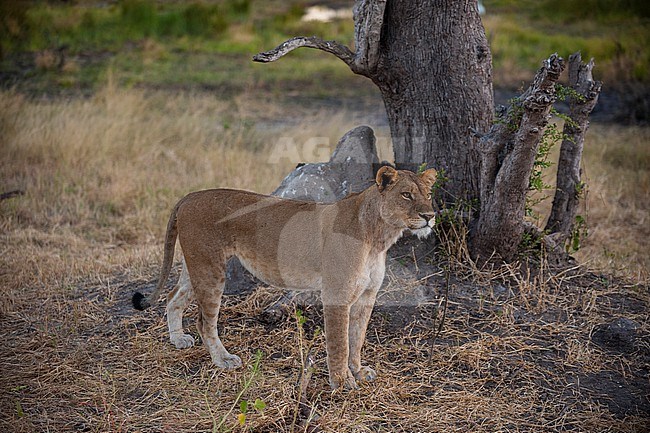 Portrait of a lioness, Panthera leo, standing by a tree trunk. Khwai Concession Area, Okavango Delta, Botswana. stock-image by Agami/Sergio Pitamitz,