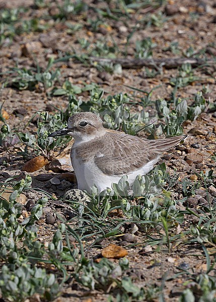 Adult female Greater Sand Plover (Charadrius leschenaultii crassirostris) sitting on her nest on the arid steppes of central Asia. One egg visible. stock-image by Agami/Andy & Gill Swash ,