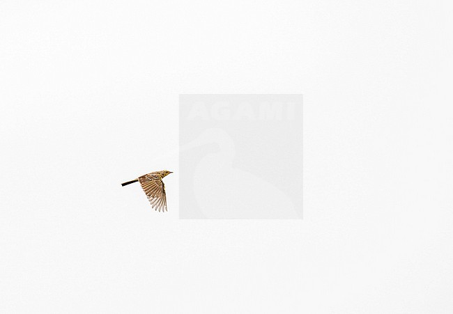Yellow-breasted Pipit (Anthus chloris) in South Africa. stock-image by Agami/Pete Morris,