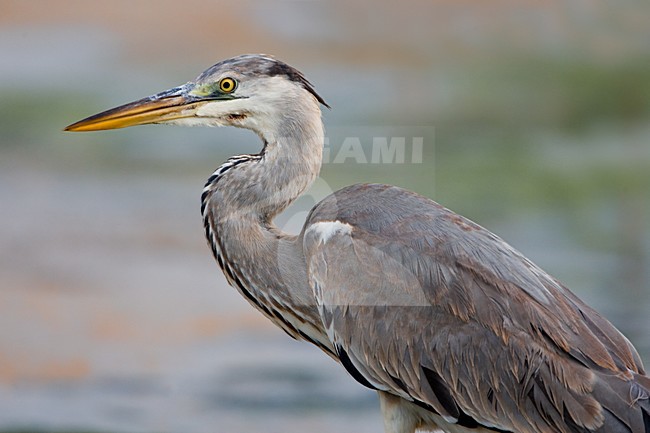 Blauwe Reiger; Grey Heron stock-image by Agami/Daniele Occhiato,