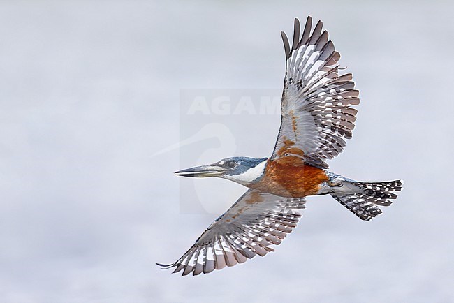 Ringed Kingfisher (Megaceryle torquata) flying in the Pantanal of Brazil. stock-image by Agami/Glenn Bartley,