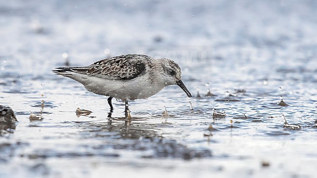 Juvenile Sanderling sitting under hard rain in Cabo da Praia, Terceira, Azores. October 04, 2018. stock-image by Agami/Vincent Legrand,