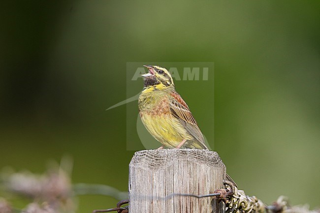 Adult male Cirl Bunting (Emberiza cirlus) in Germany. Singing from a pole from a fench around a vineyard. stock-image by Agami/Ralph Martin,