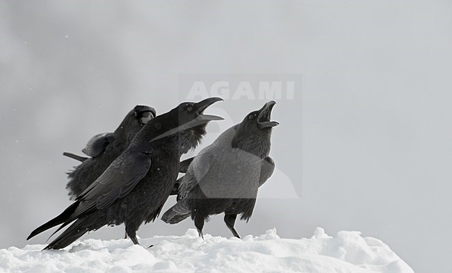 Groepje roepende Raven in de sneeuw, Group calling Common Raven in the snow stock-image by Agami/Markus Varesvuo,