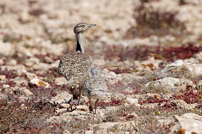 Houbara Bustard (Chlamydotis undulata fuertaventurae) taken the 21/03/2023 at Tindaya - Fuerteventura. stock-image by Agami/Nicolas Bastide,